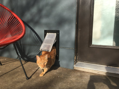orange cat going through Endura Flap pet door