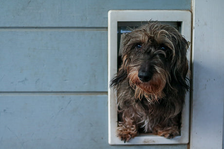 dog standing in wall pet door