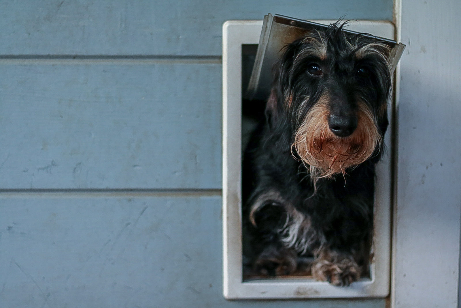 dog going through pet door