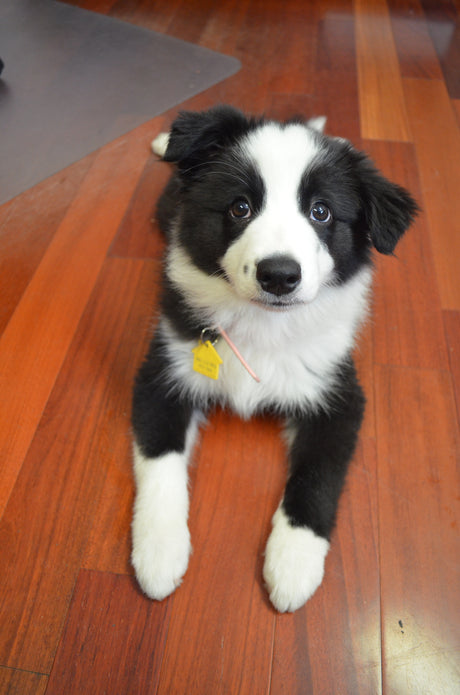 A black and white Border Collie puppy laying down on the floor of the PetDoors.com office, begging for a treat. 