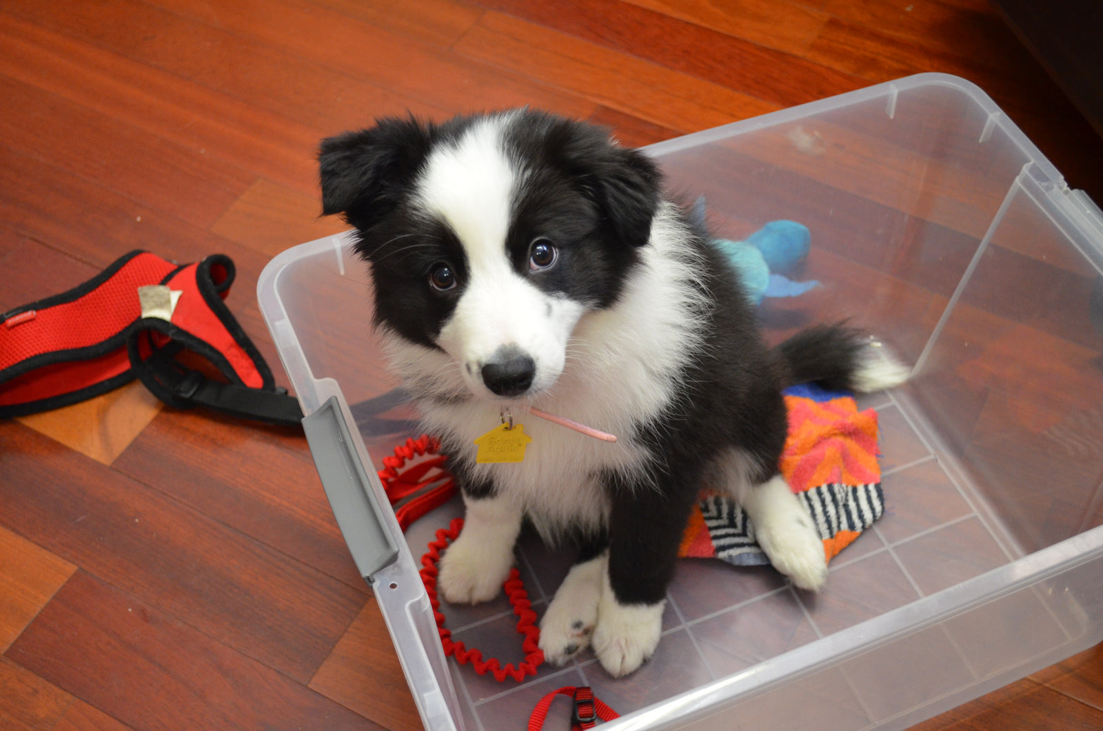A puppy that right grow up into a large or small dog