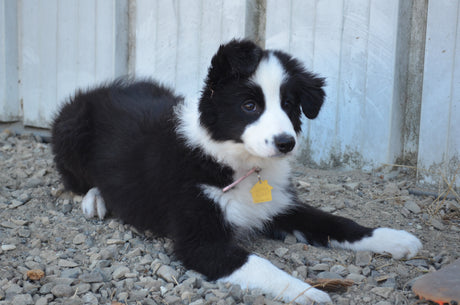 A puppy Border Collie outside for the first time after using a PetSafe pet door that had been installed into the patio door. 