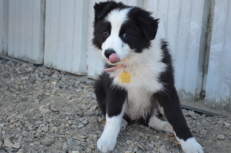 A black and white Border Collie puppy outside for the first time after going through an Endura Flap pet door. 