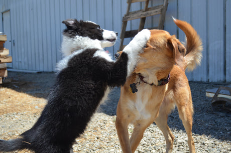 A Border Collie playing with a brown mix-breed dog in the PetDoors.com office dog yard by smacking his snout with her paw. 