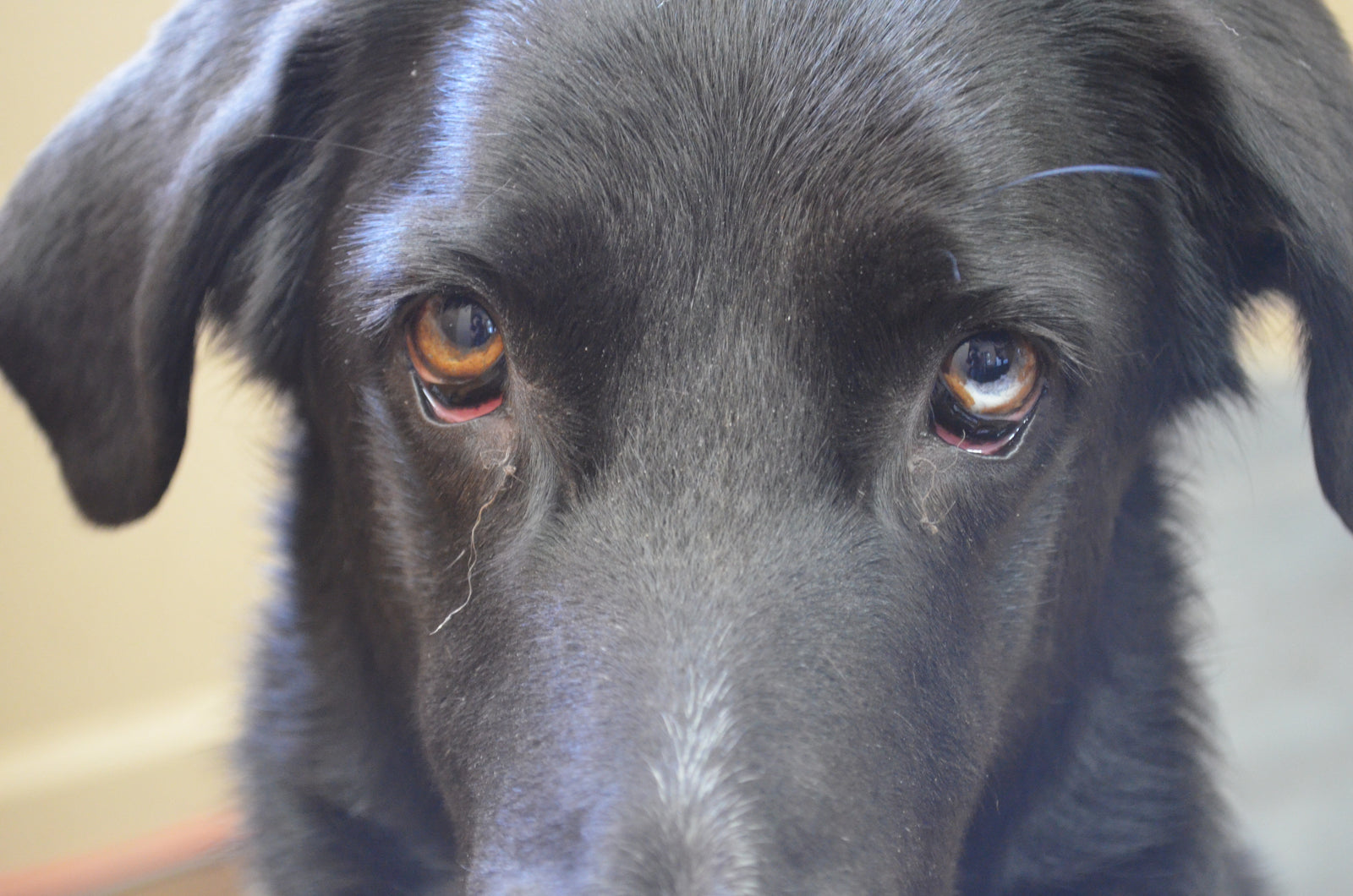 A zoom-in photo of a black dog looking into the camera with large, brown eyes. 