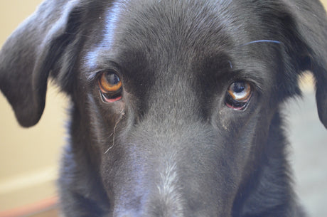 A zoom-in photo of a black dog looking into the camera with large, brown eyes. 