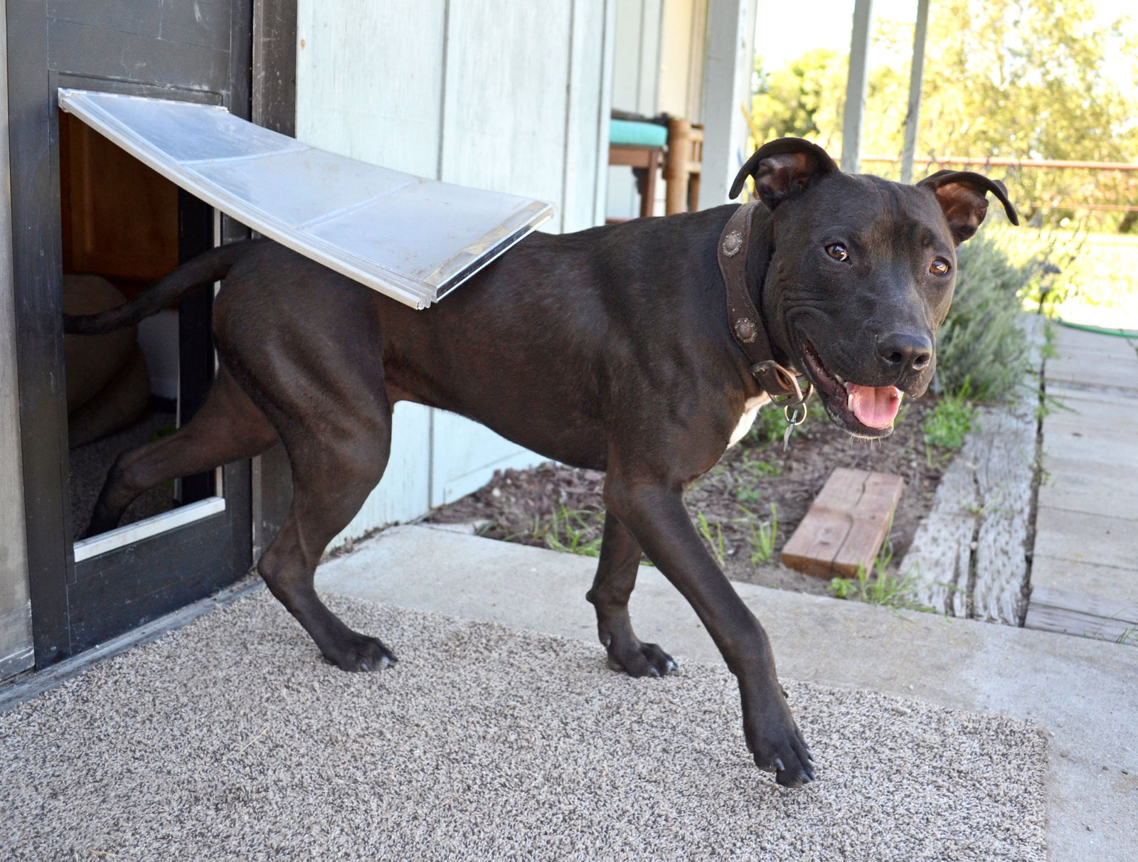 Dog using the Endura Flap Thermo Panel for Sliding Glass Doors to exit house