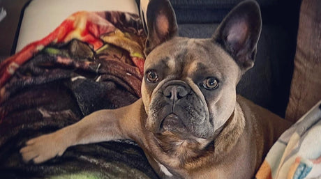 french bulldog on pillows