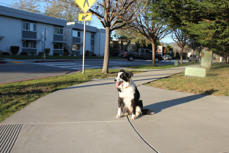 A dog sitting on the sidewalk and practicing springtime safety