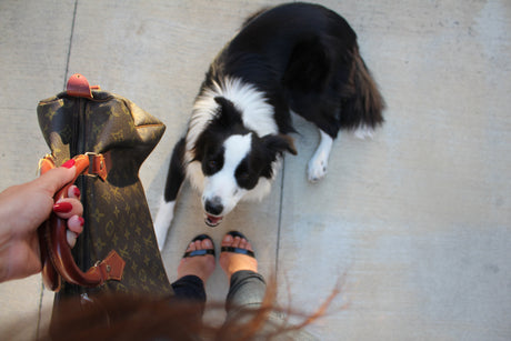 A woman with a purse looking down at her Border Collie puppy, who is eagerly waiting to go on a walk. 