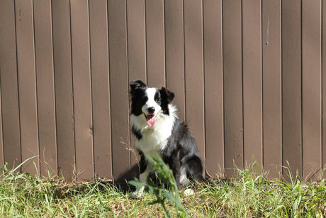 A black and white Border Collie who has the freedom to go outside when she pleases due to the pet doors installed into the patio door. 