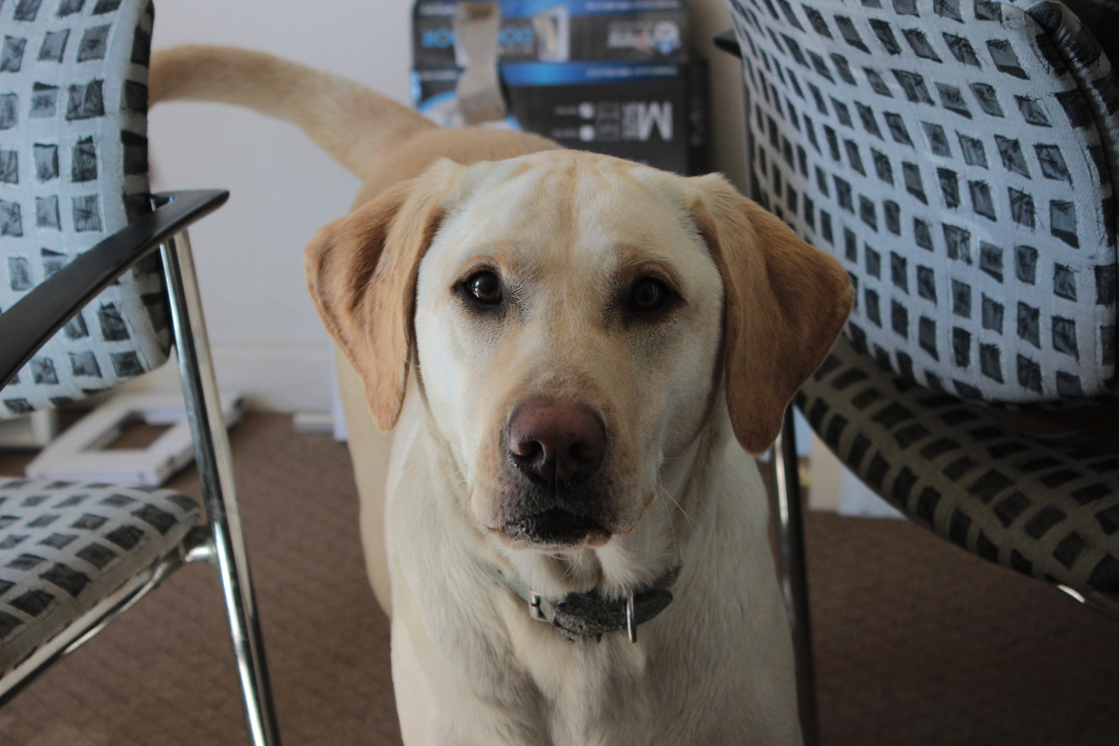 One of the PetDoors.com office dogs standing between two chairs as he waits for the oppertunity to test some high-quality pet doors. 