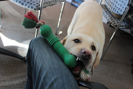 Yellow Lab chewing on dog toy that had been made from household items