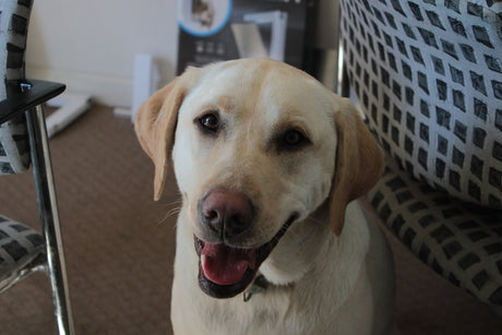 A yellow lab that has been helped by an animal's rights organization