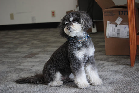 A black and white curly-haired down sitting on the floor of the PetDoors.com office as he waits for his owner to be done with work. 