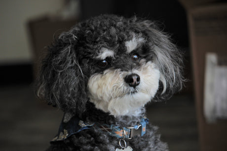 A curly-haired dog with black and white fur looking into the distance with a peeved expression. 