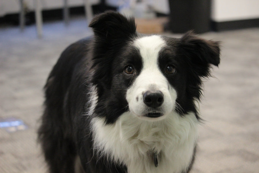 10 Tips for Being a Great Pet Owner