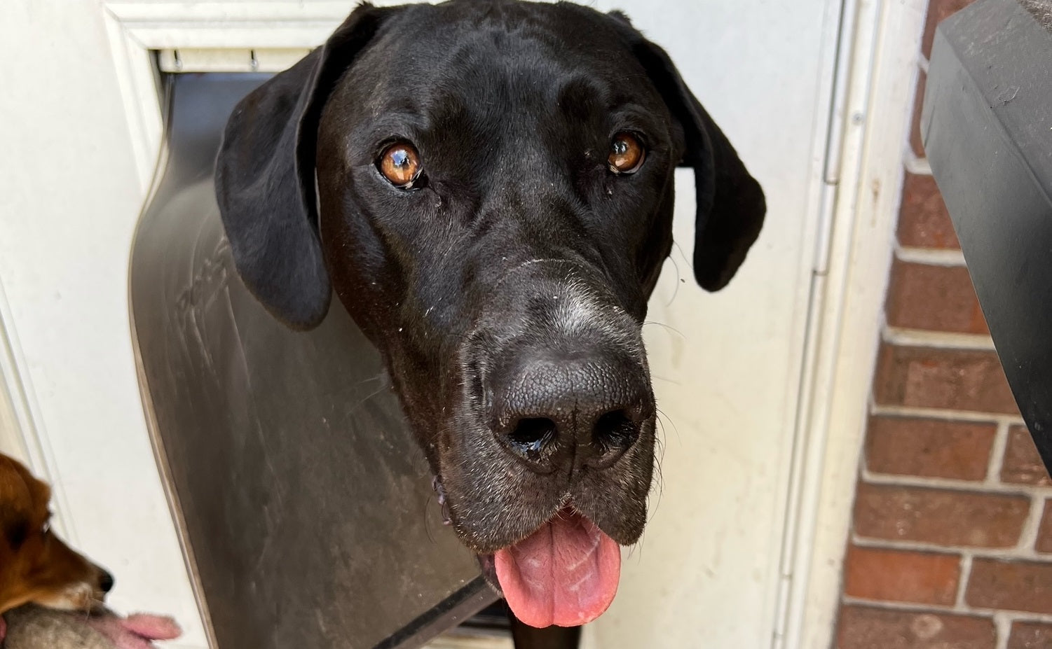 dog going through pet door