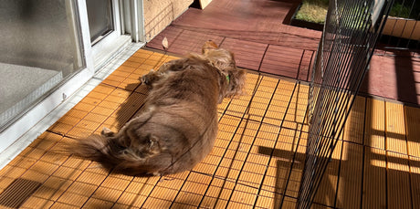 dog lying on ground
