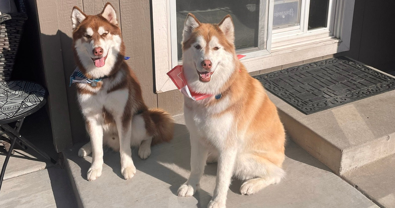 two huskies sitting in front of a pet door