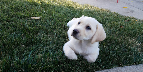 puppy lying on the grass