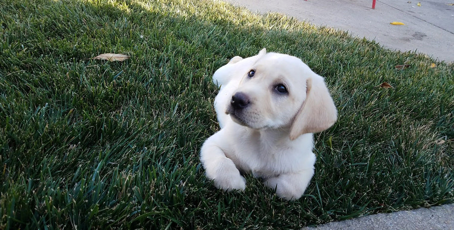 How to Perform CPR On Your Pet