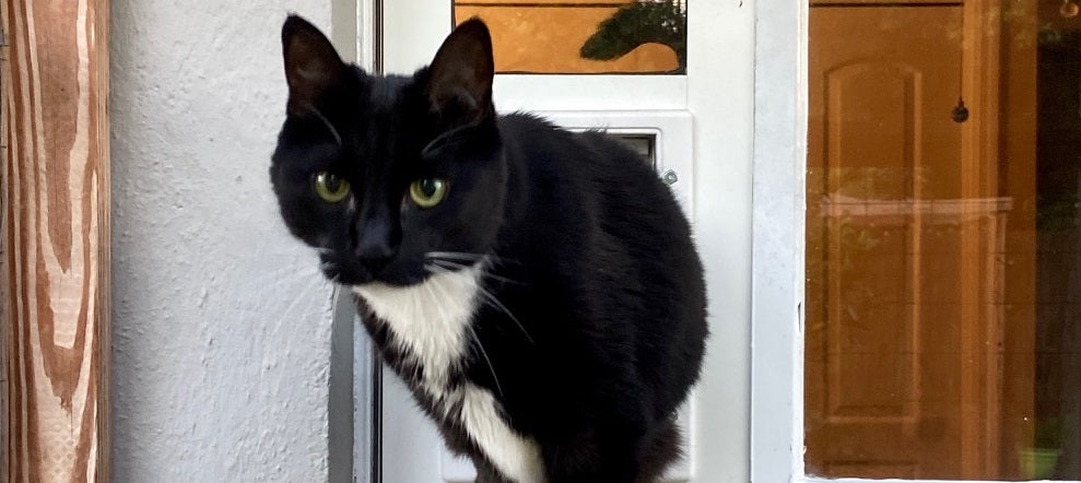 cat doing through horizontal window pet door