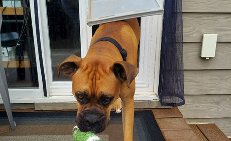 dog carrying toy through endura flap pet door for sliding glass door