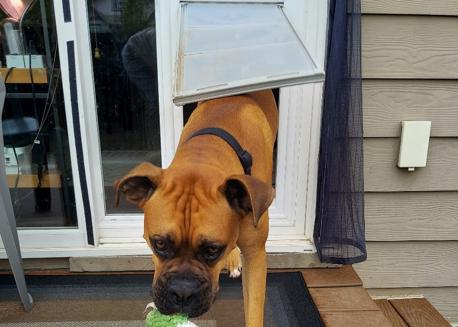 dog going through pet door with toy in mouth