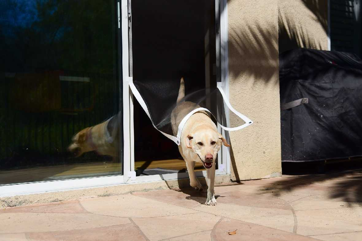 dog using the pet screen door conversion kit
