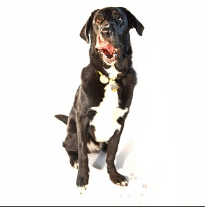 A black and white dog sitting down against a white background and licking his nose. 