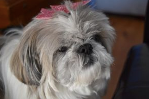 Shih tzu best sale intelligence ranking