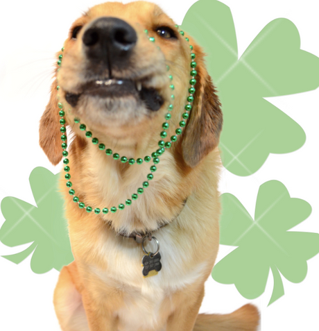 A Golden Retriever holding a green party necklace for Saint Patrick's day in his mouth with cartoon four-leaf clovers in the background. 