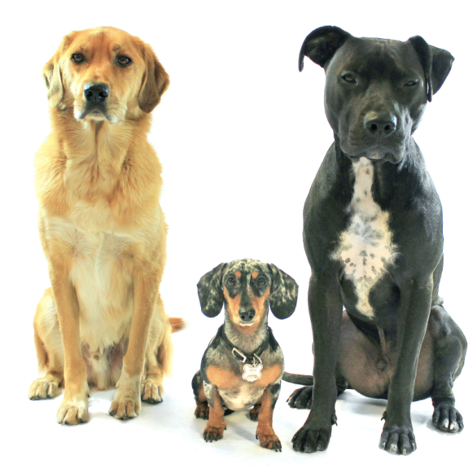 A golden retriever, a small daschund, and a black mutt sitting in front of a white background while waiting for their owners. 