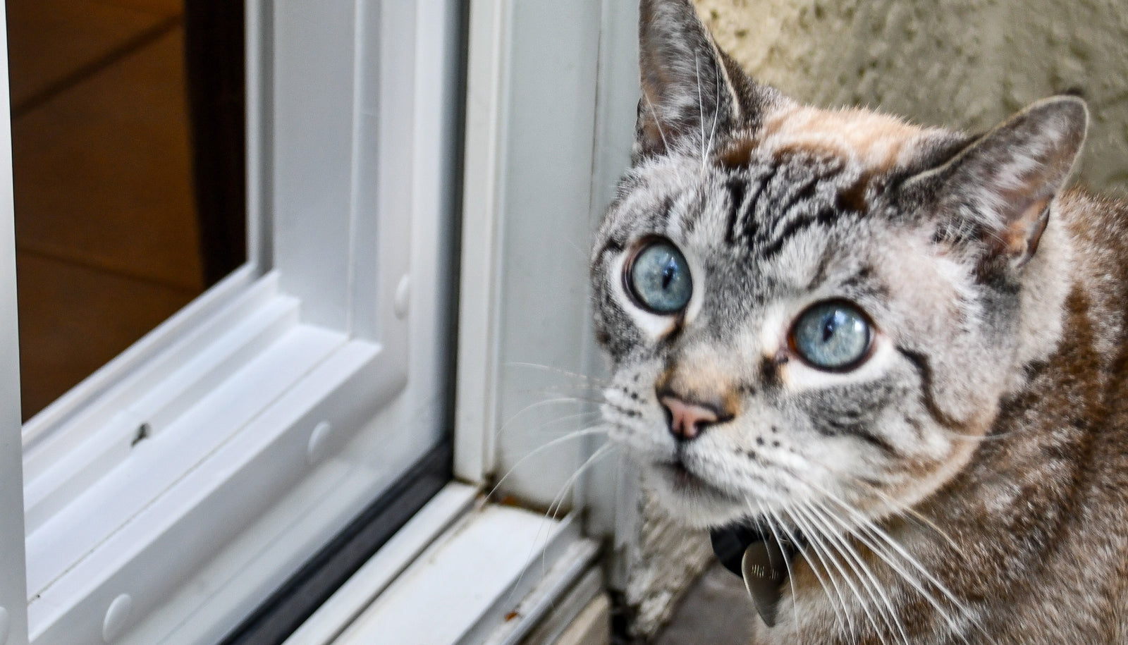 cat standing before ideal pet door