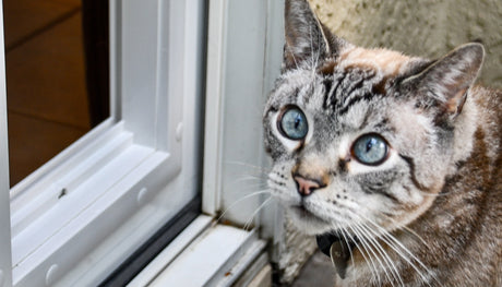 cat standing before ideal pet door
