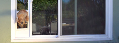 A dog re-entering a house though the Endura Flap® Thermo Panel 3e, which has an adjustable height and custom sizing to fit all sliding glass doors