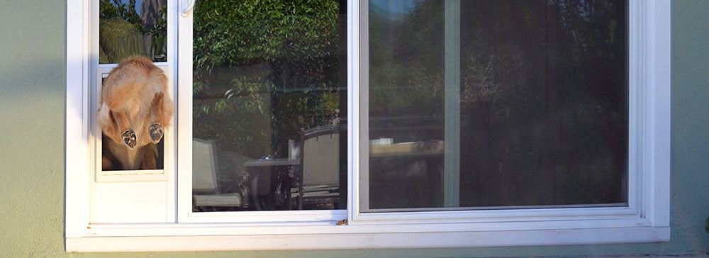Can A Person Fit Through A Dog Door