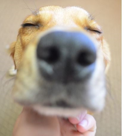 A dog with yellow fur looking content as he is scratched and pet under the chin. 