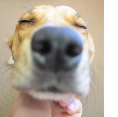 A dog with yellow fur looking content as he is scratched and pet under the chin. 