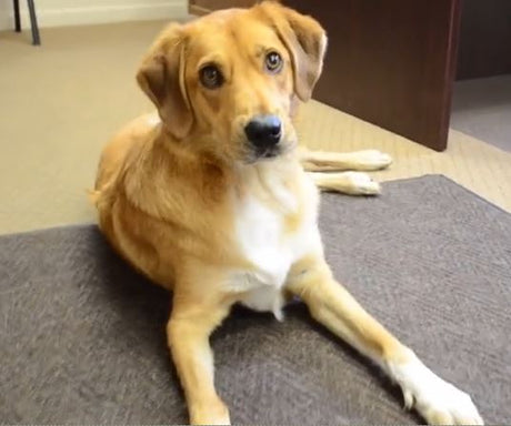 One of the PetDoors.com office dogs sitting on the floor while his owner answers questions about Hale, Ideal, and Pride pet doors and products. 
