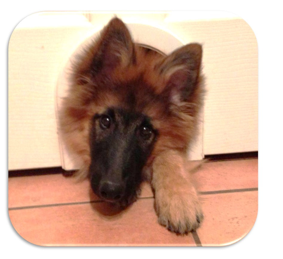 A fluffy mutt sticking his head out of the Cathole cat door, which he is definitely too big to go through.