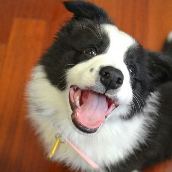Office Puppy Diaries Volume 5: Nutrition