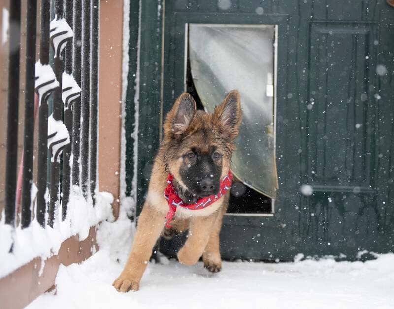 German Shepard running into the snow through a Hale Pet Door for Walls