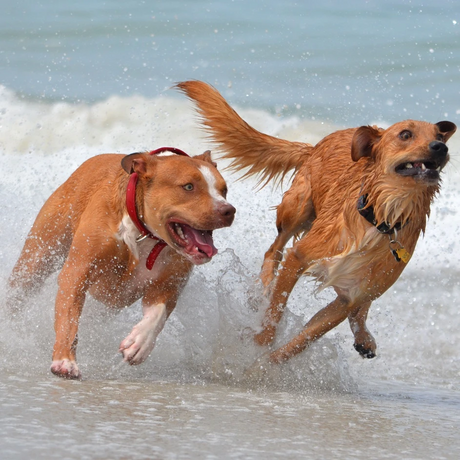 Two brown dogs playing on the beach and running through the water. 