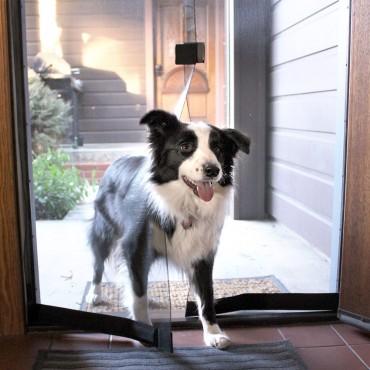 dog walking through the screen pet door from Bug Off