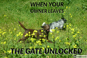 A meme of two large dogs prancing in a grassy field with flowers; the overlay text reads, "when your owner leaves the gate unlocked."