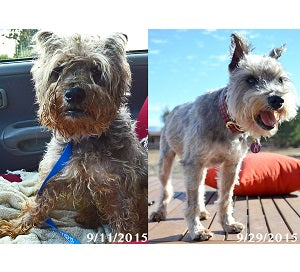 A dog's before and after transformation from being unkempt and sad to well-groomed and happy after being adopted. 