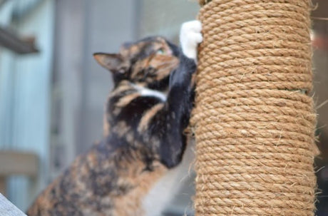 cat using scratching post