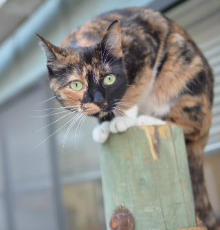 Are All Calico Cats Female